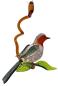 Preview: Hängevogel, Rotkehlchen auf Ast